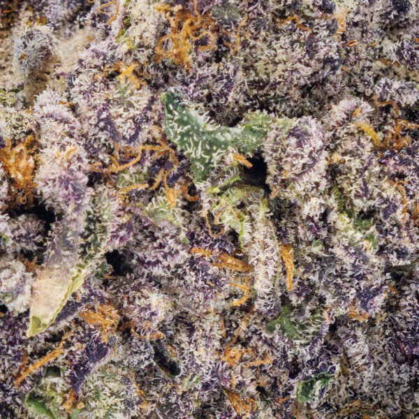 Blueberry Blizzard - Image 4