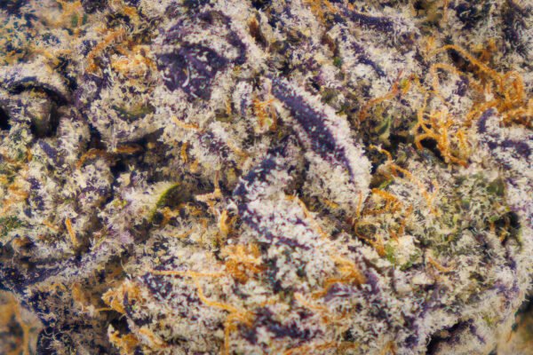 London Purps - Image 5