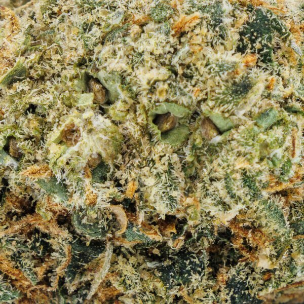 XJ-13 - Image 4