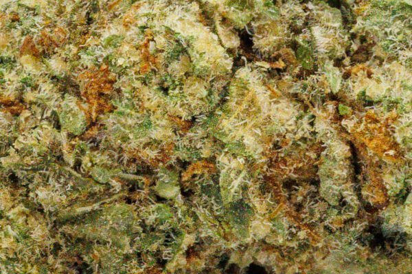 Blue Zkittles - Image 3