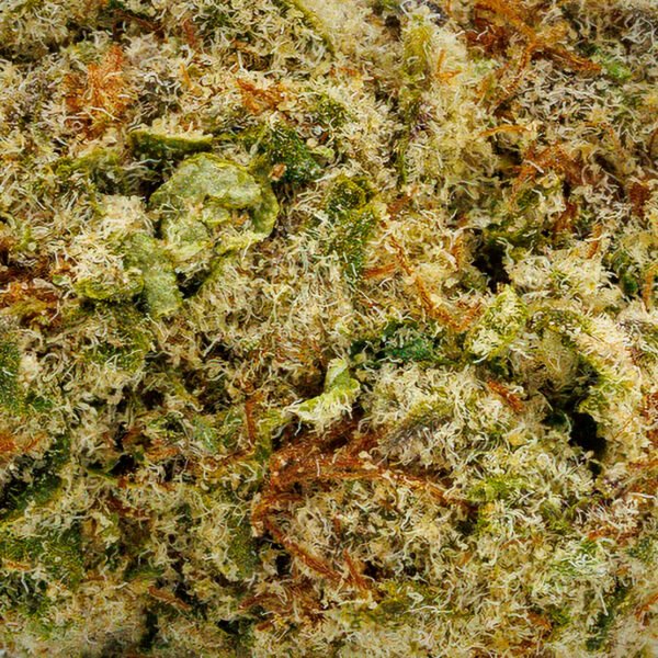 Columbia Gold - Image 6