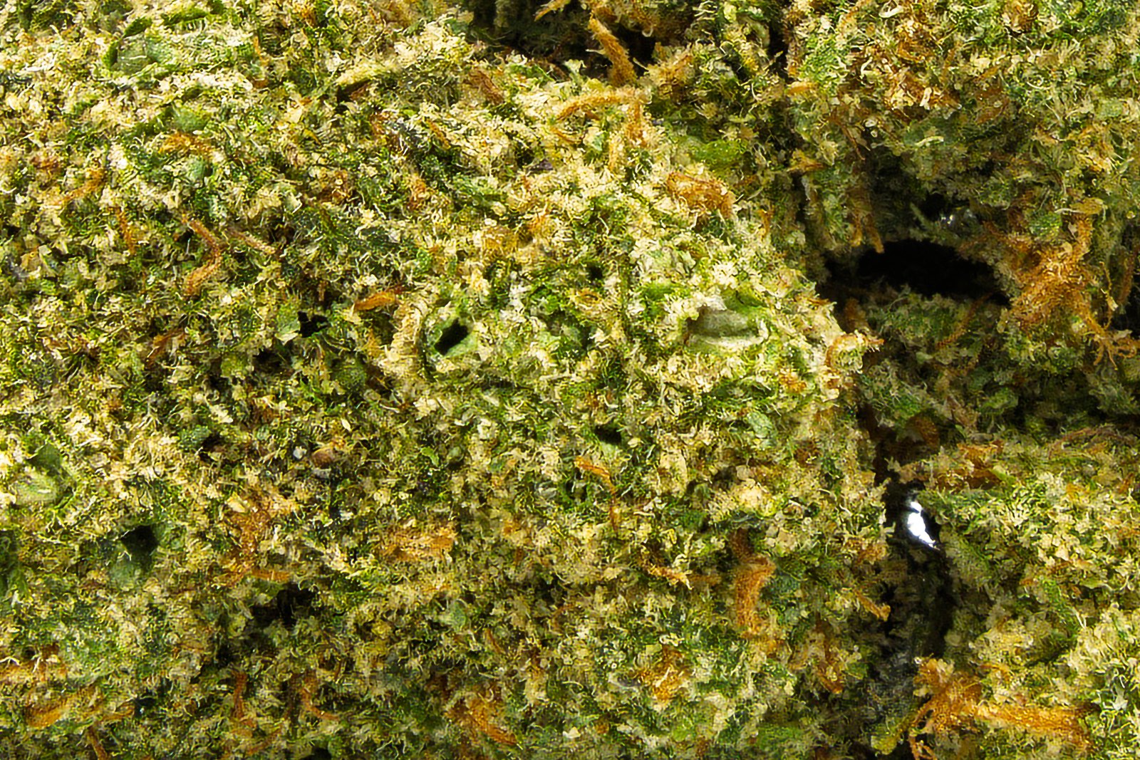 Super Jack - Sativa - 24.84% THCA - Image 2