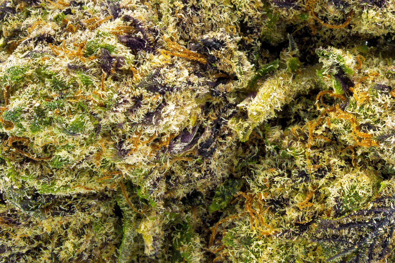 Pineapple Punch - Image 4