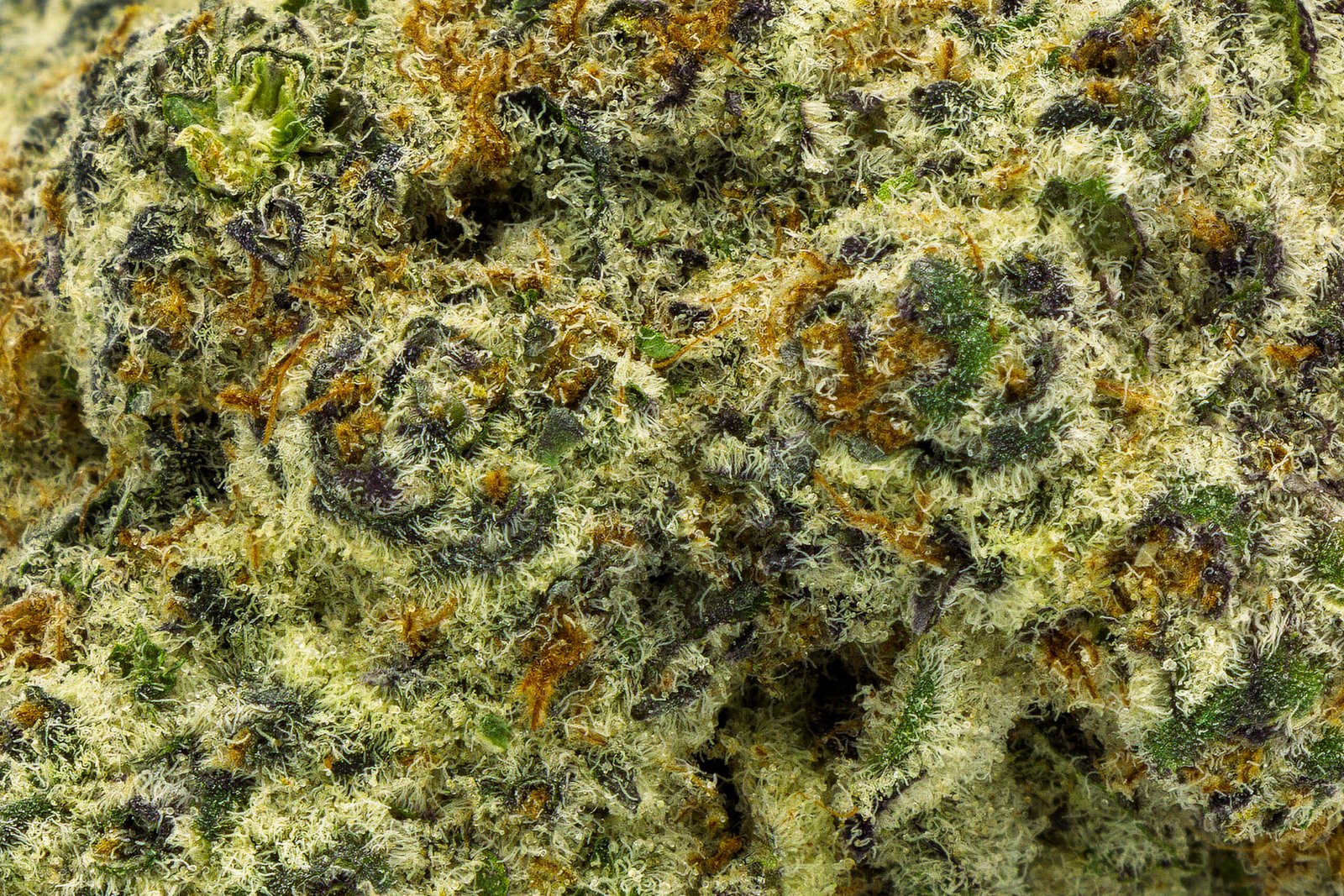 Frozen Dream - Hybrid - 24.44% THCA - Image 3
