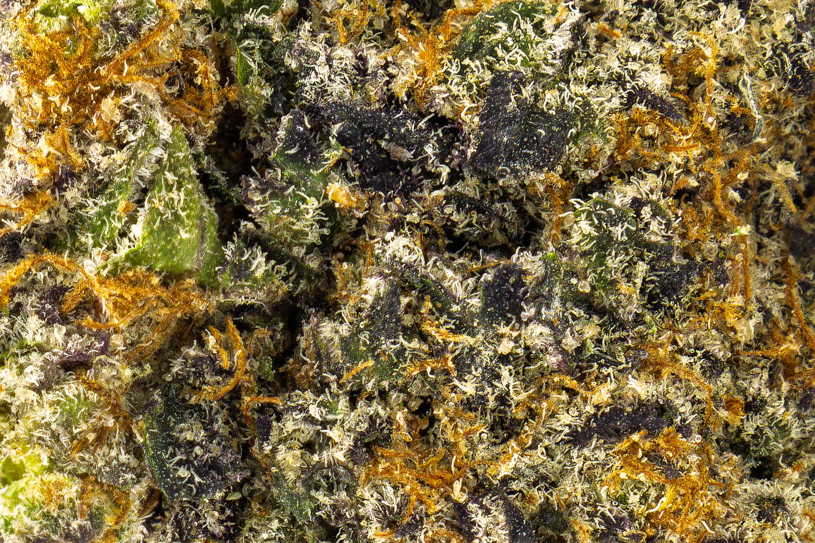 Purple Haze - Sativa - 33.79% THCA - Image 3