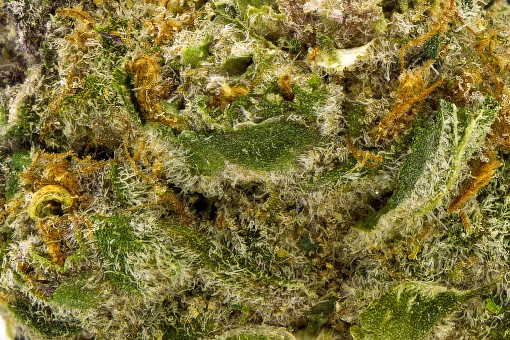 Close-up of Super Boof THCA flower buds