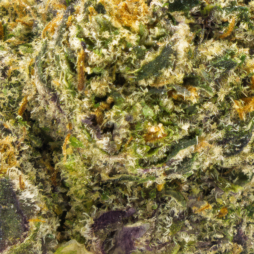 Close-up of Northern Lights indica THCA flower buds