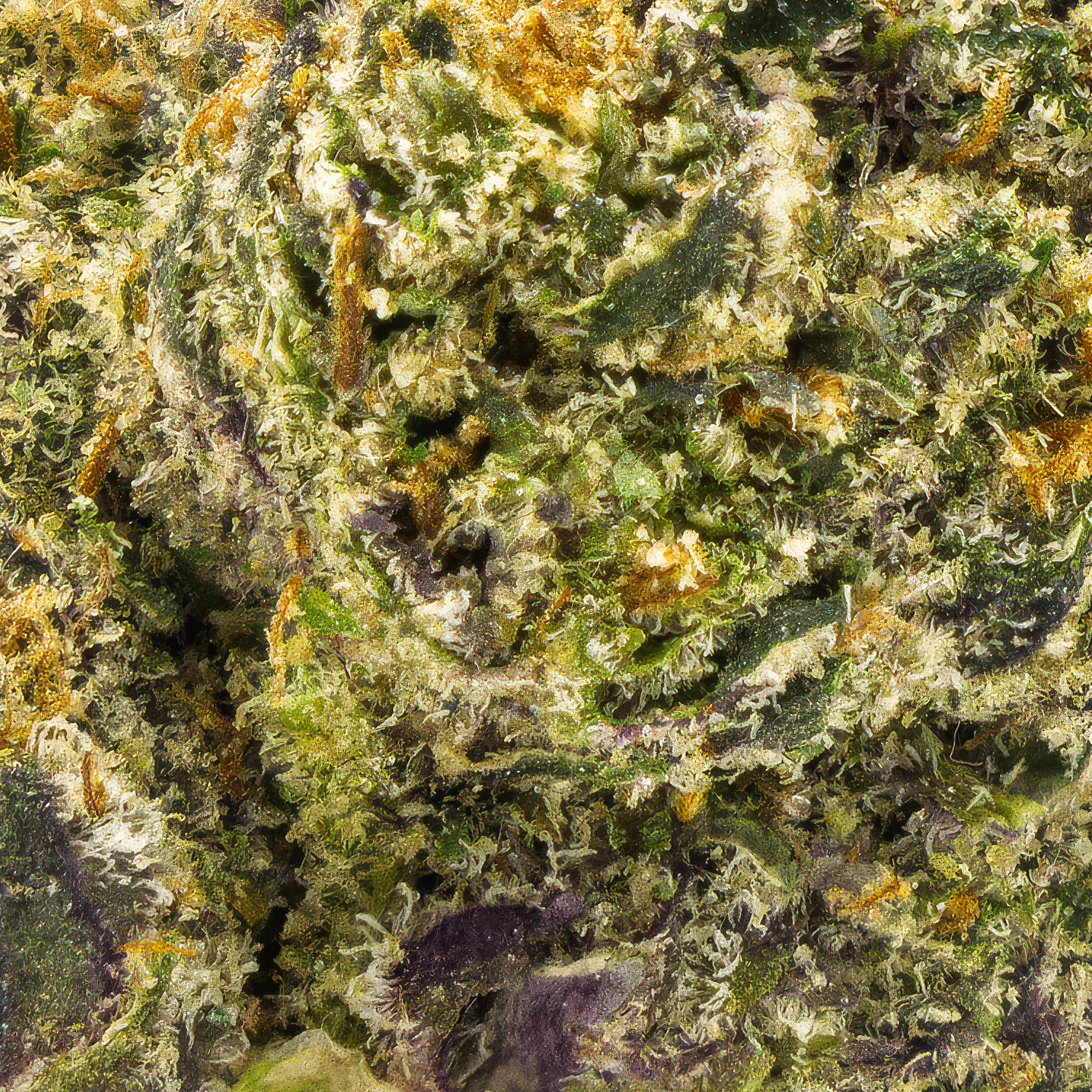 Northern Lights – Indica – (36.66 % THCA) - Image 3