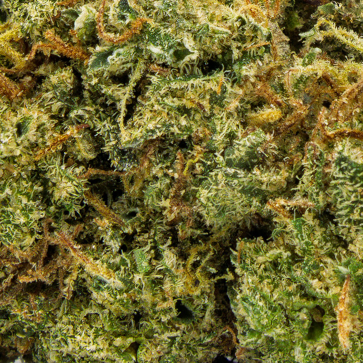 Alaskan Thunder Fuck – Sativa – 29.80% THCA