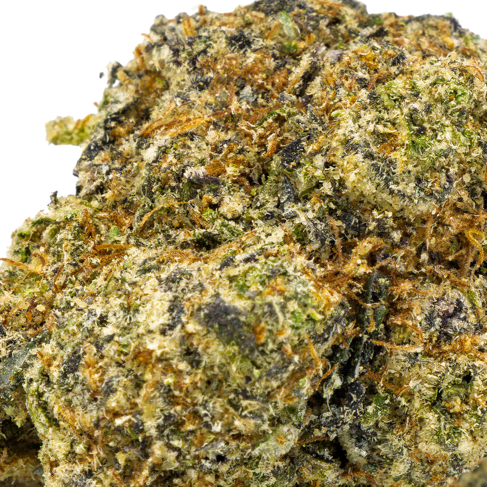 Purple Haze – Sativa – 26.06% THCA