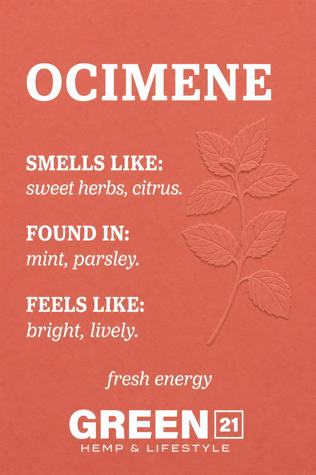 Ocimene terpene poster showing a sweet herb and citrus cannabis aroma profile