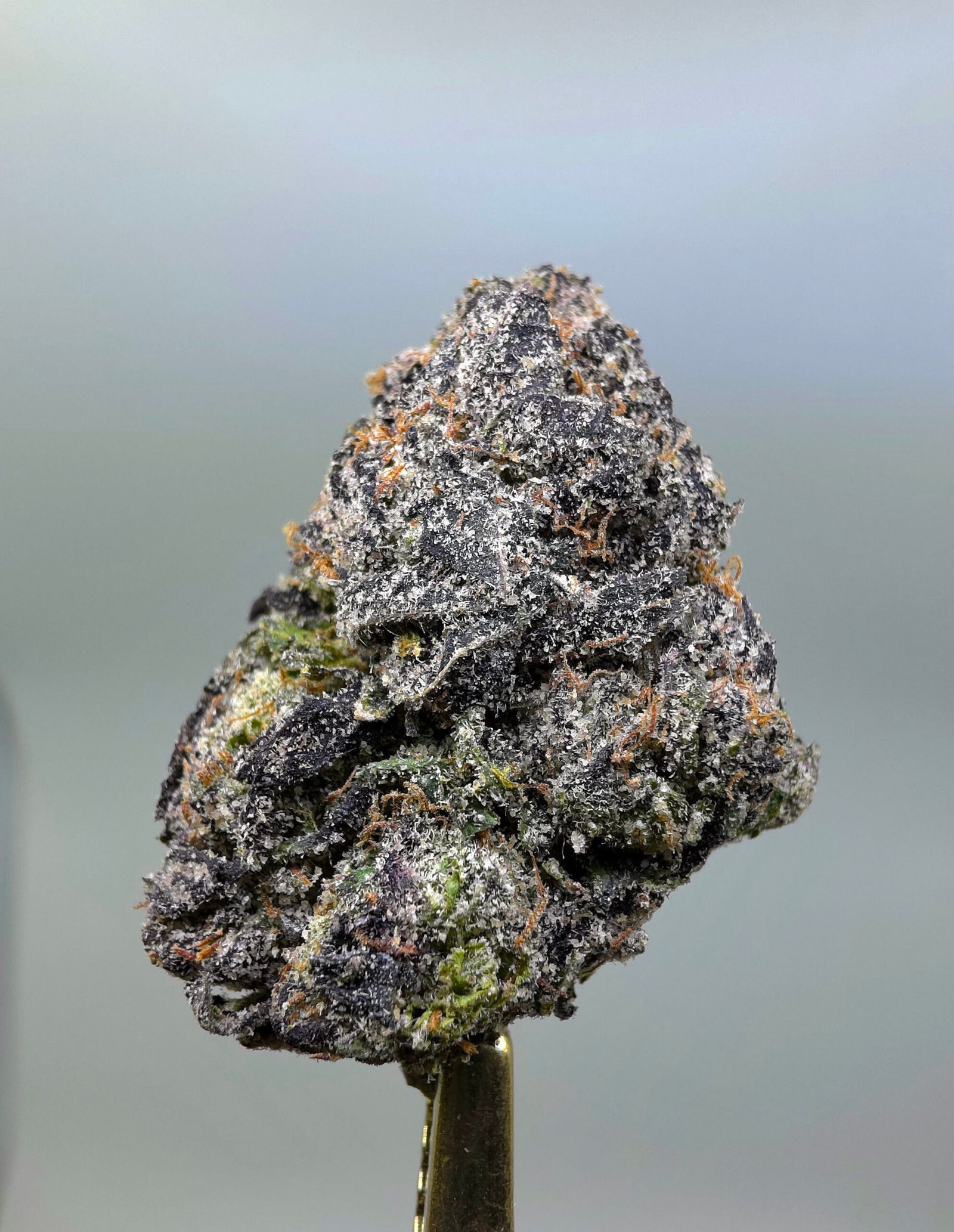Guava Berries - Indica - 26.48% THCA Flower
