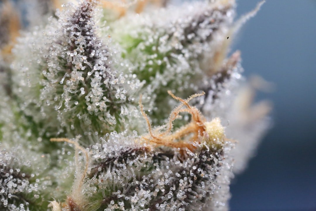 Close-up view of resinous trichomes on cannabis flower