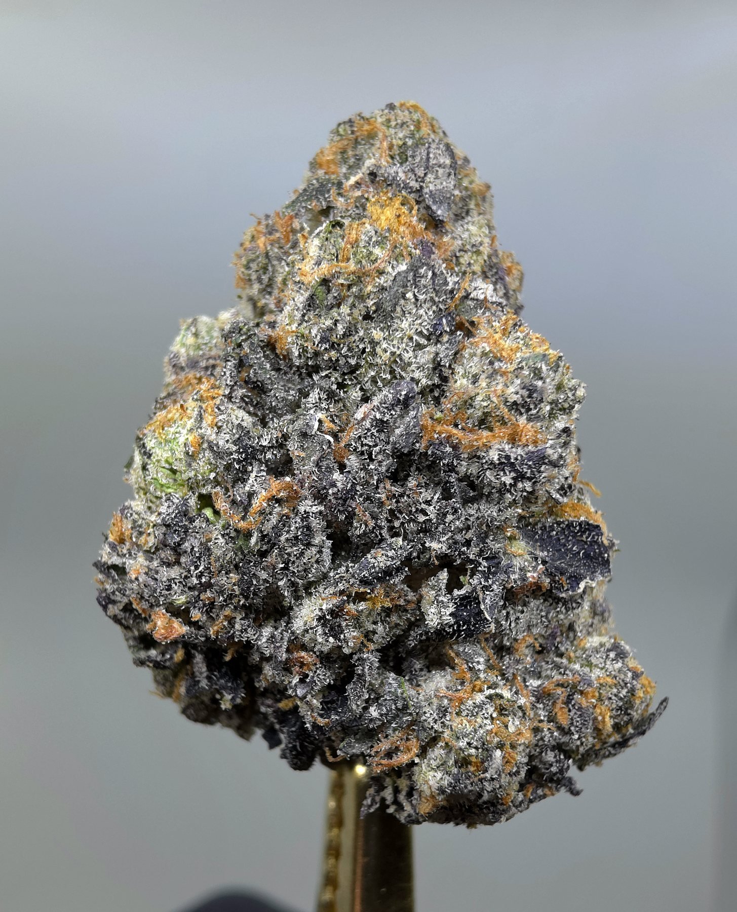 Close-up of Blue Flame THCA flower buds, lot 01313