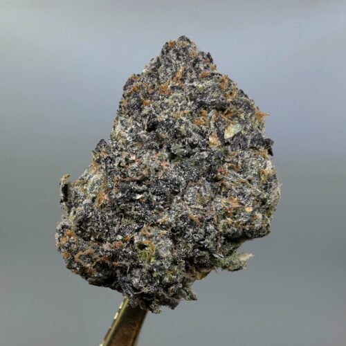 Close-up of Candy Gas THCA flower buds, lot 01284
