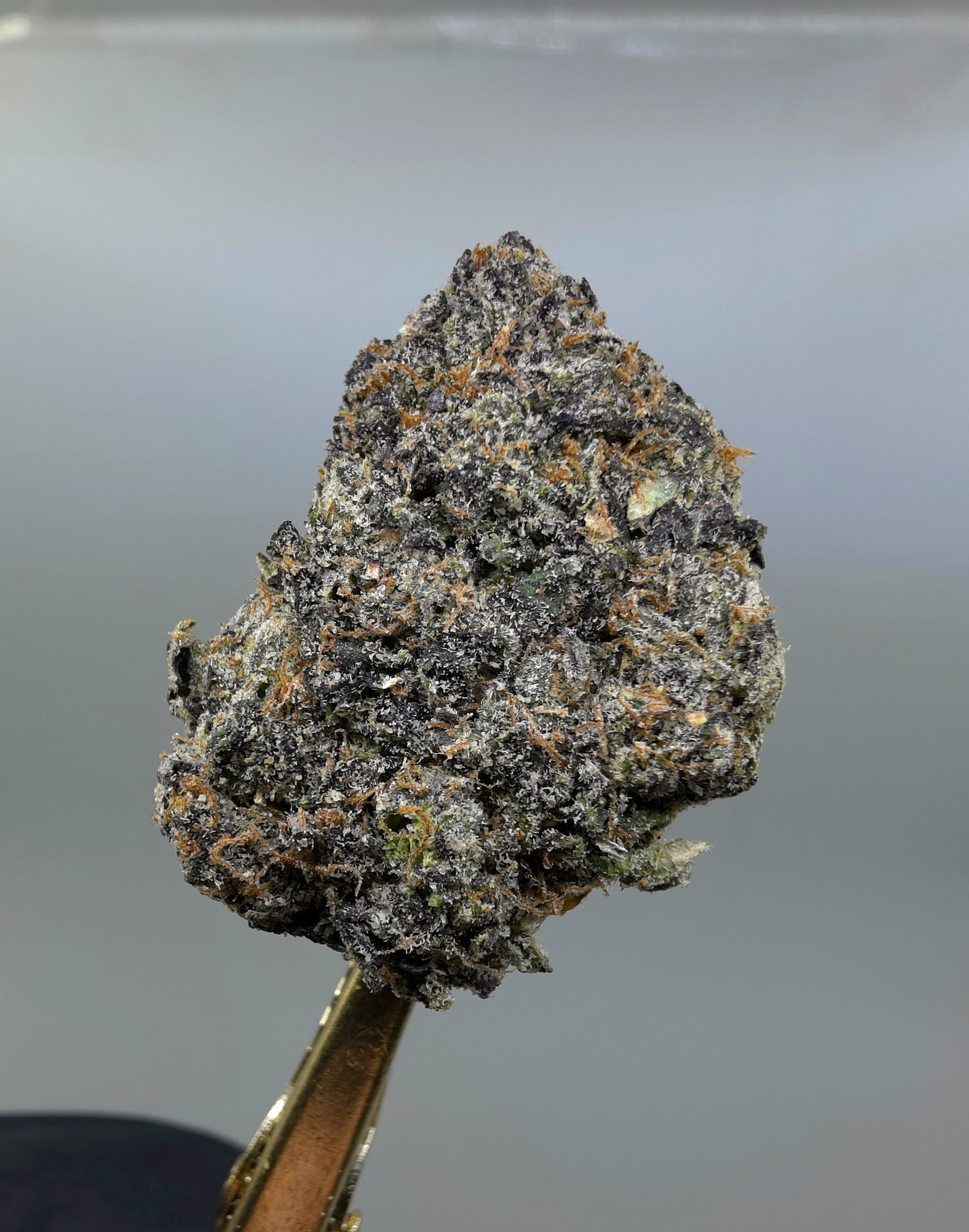 Close-up of Candy Gas THCA flower buds, lot 01284