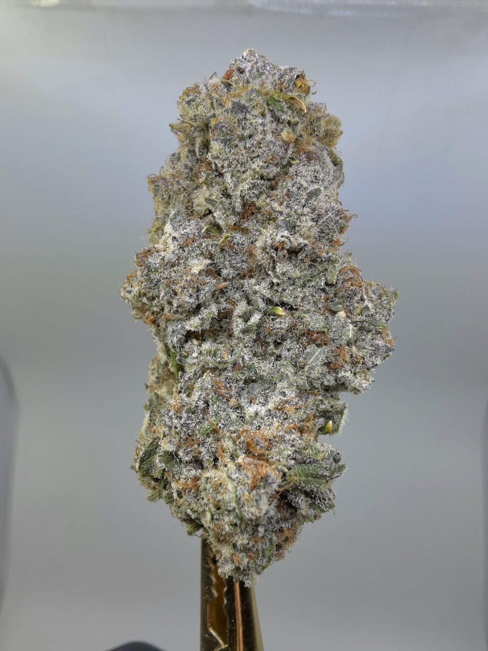 Close-up of Durban Cookies THCA flower buds, lot 01296