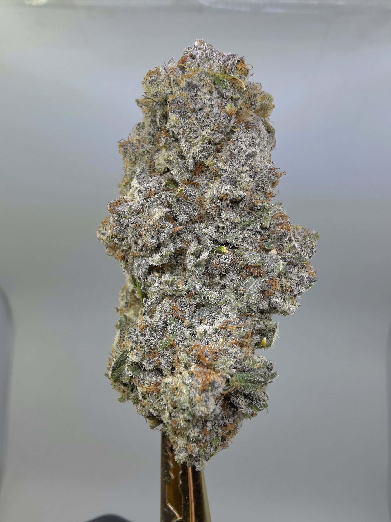 Close-up of Durban Cookies THCA flower buds, lot 01296