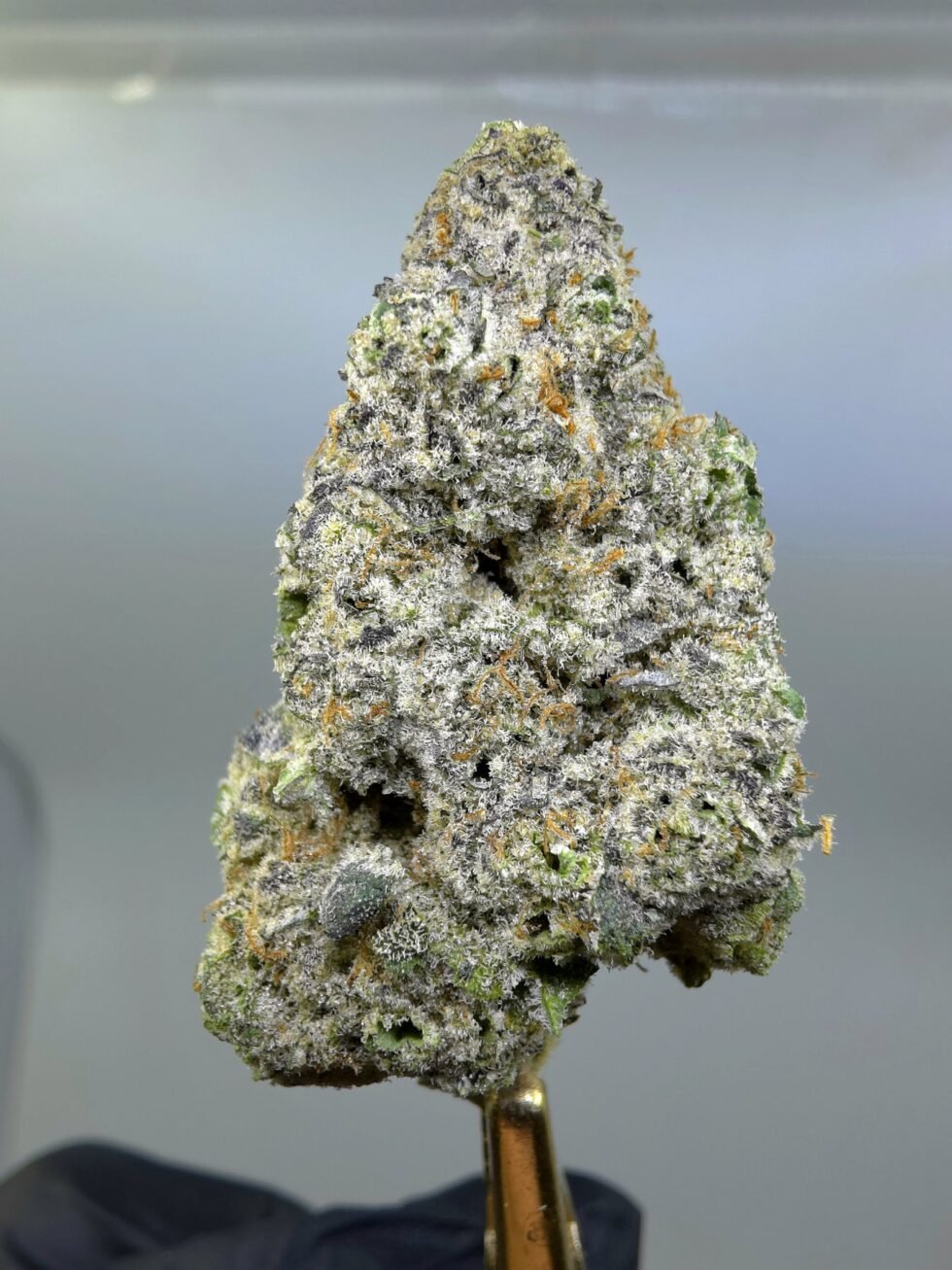 Close-up of Granny Kandy THCA flower buds, lot 01308