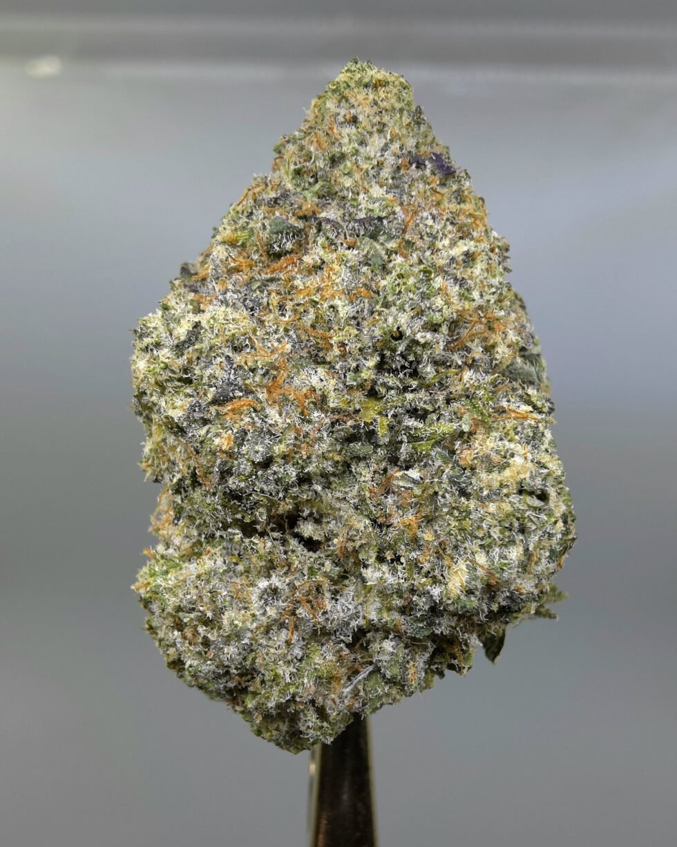 Close-up of Juicy J THCA flower buds, lot 01281
