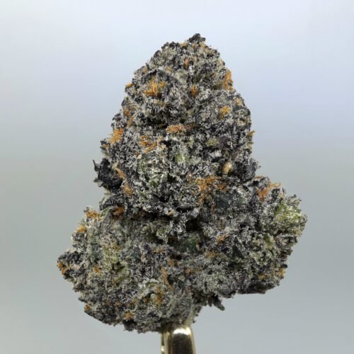 Close-up of Lemon Cherry Pie THCA flower buds, lot 01275