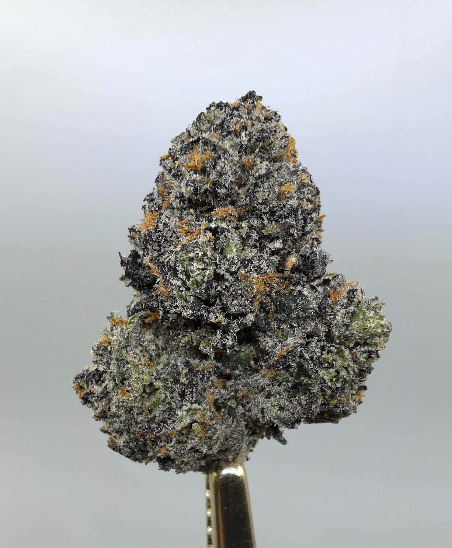 Close-up of Lemon Cherry Pie THCA flower buds, lot 01275