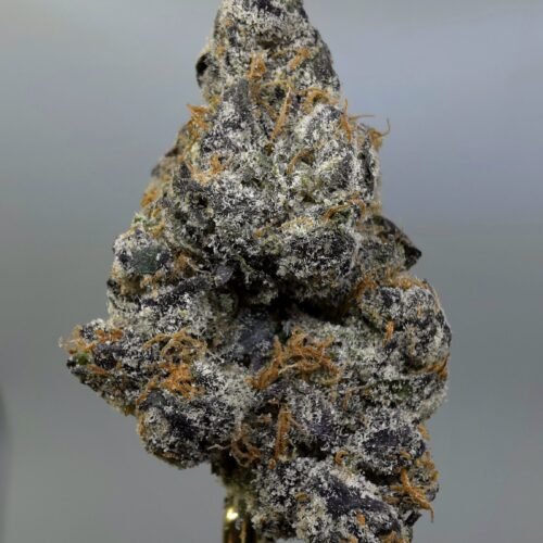 Close-up of Maui Wowie THCA flower buds, lot 01254
