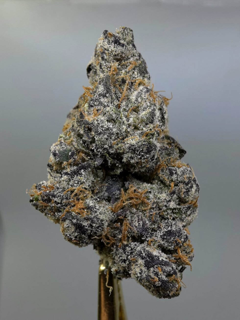 Close-up of Maui Wowie THCA flower buds, lot 01254