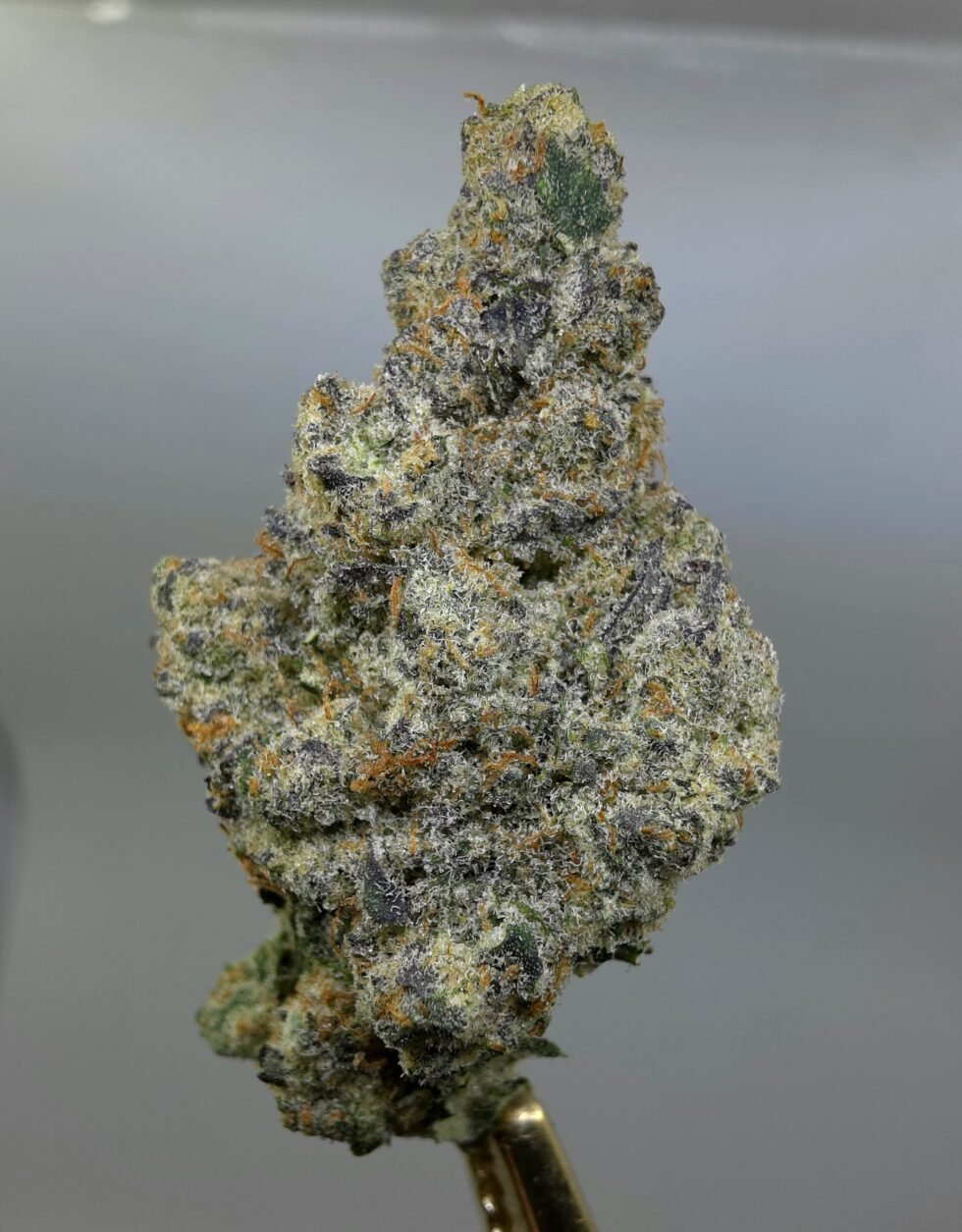 Close-up of Oreo Breath THCA flower buds, lot 01300