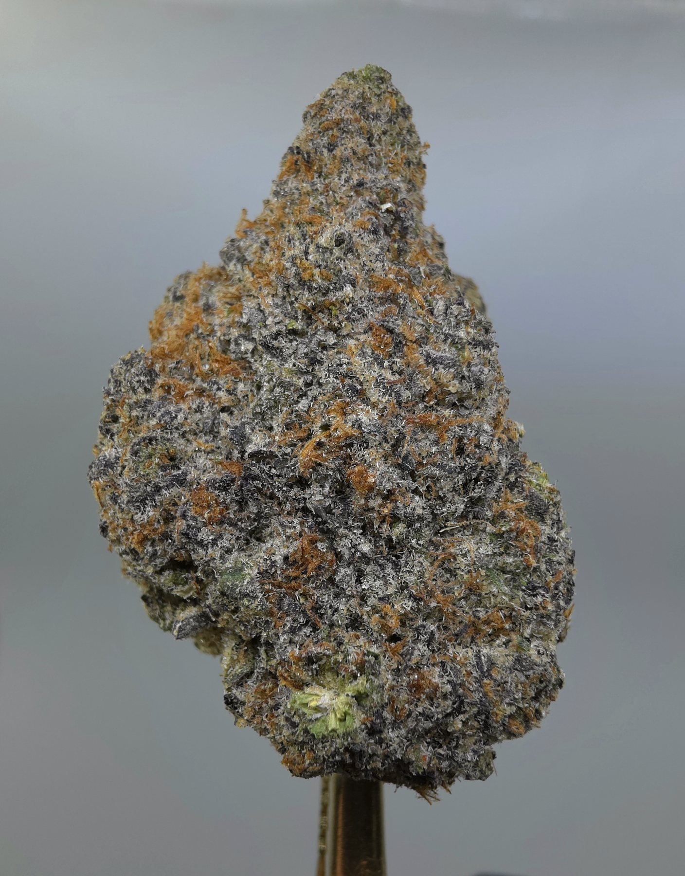 Close-up of Purple Haze THCA flower buds, lot 01243