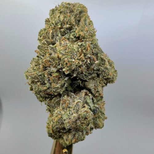 Close-up of Super Jack THCA flower buds, lot 01289