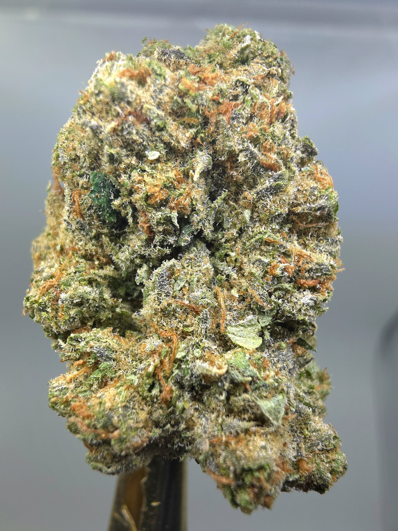 Third close-up of Super Jack THCA flower buds, lot 01289