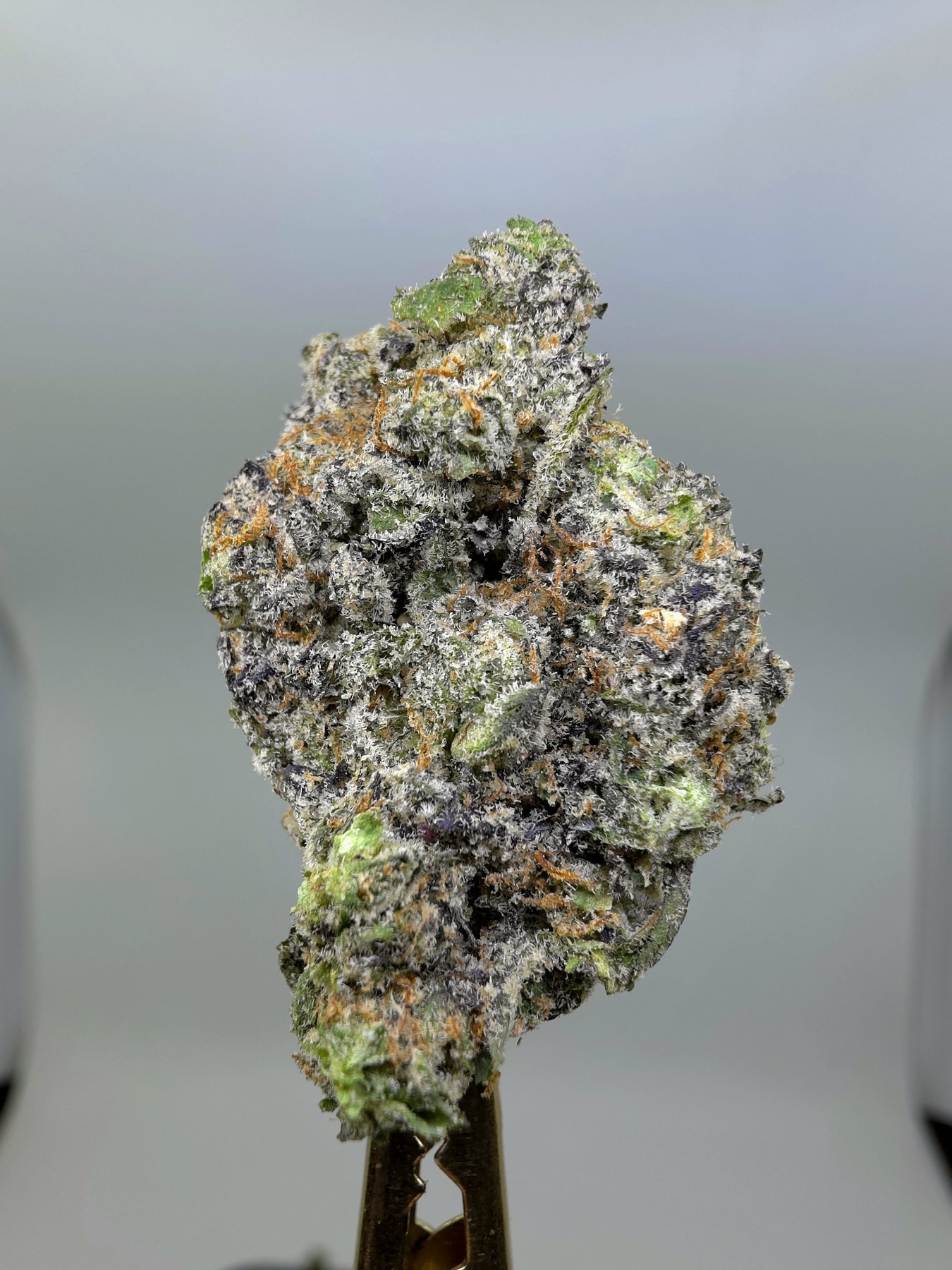 Close-up of Unicorn Candy THCA flower buds, lot 01311